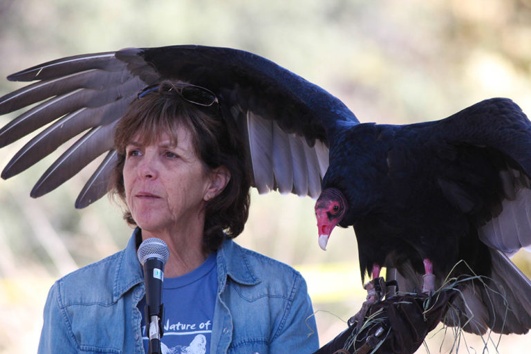 los angeles bird festival turkey vulture