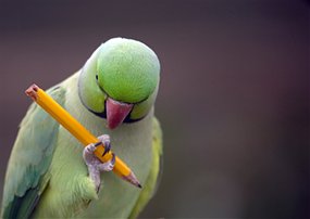write for because birds
