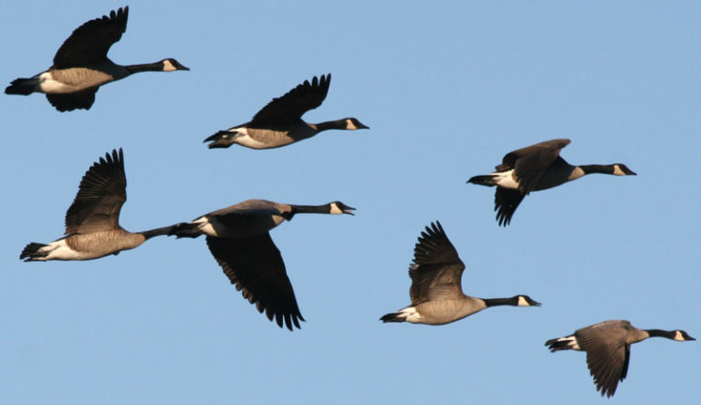 Spring Bird Migration