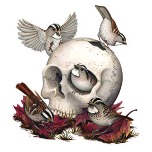 bird with skull art