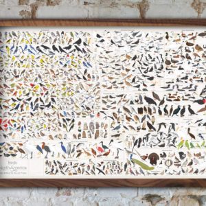 Birds of North America Poster Pop Chart Lab- 740+ Species