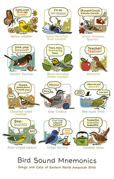 mnemonic bird calls poster eastern north america