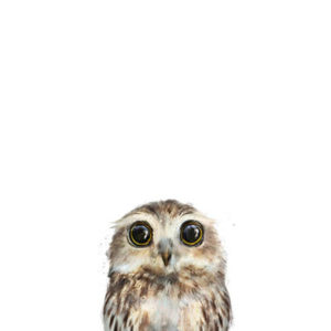 little owl painting