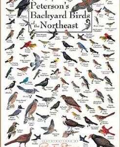 peterson's backyard birds of northeast america poster