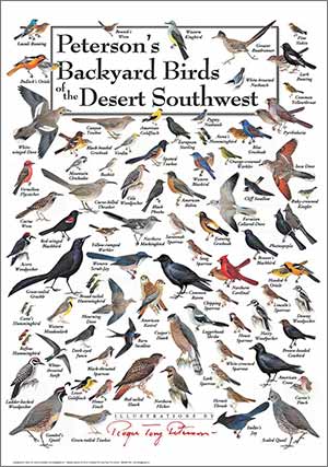 peterson's-backyard_birds_of_desert-southwest