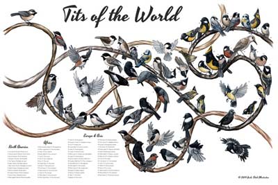 tits of the world poster