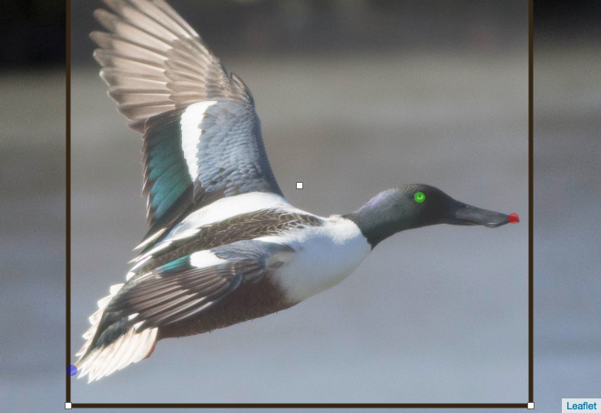 online bird identifer - merlin photo id banner