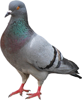 rock dove pigeon