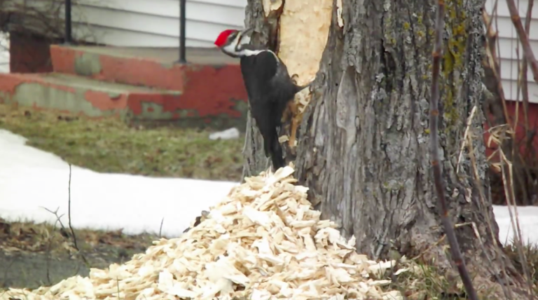 woodpecker destroys tree