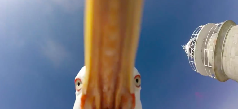 bird steals camera