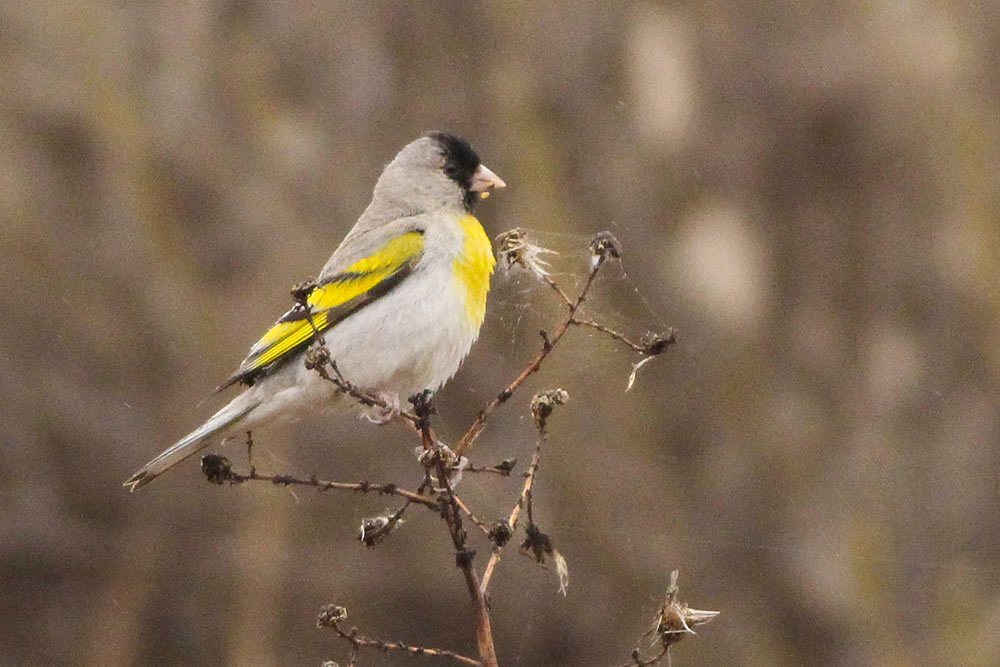 lawrence's goldfinch
