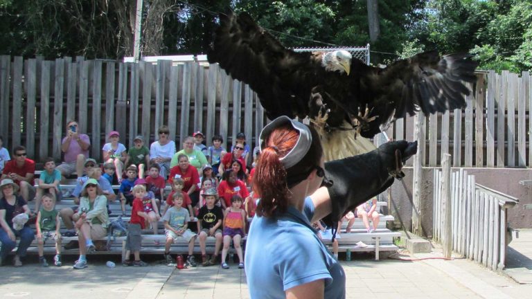 catching bald eagle in bird show