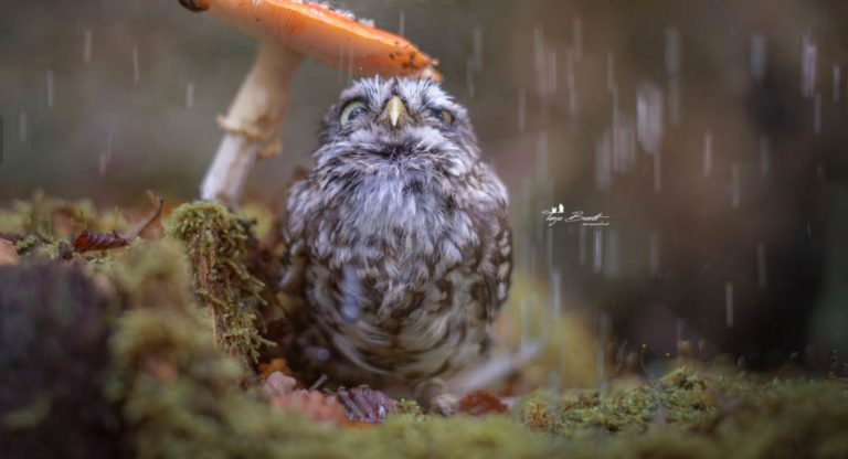 little owl with mushroom