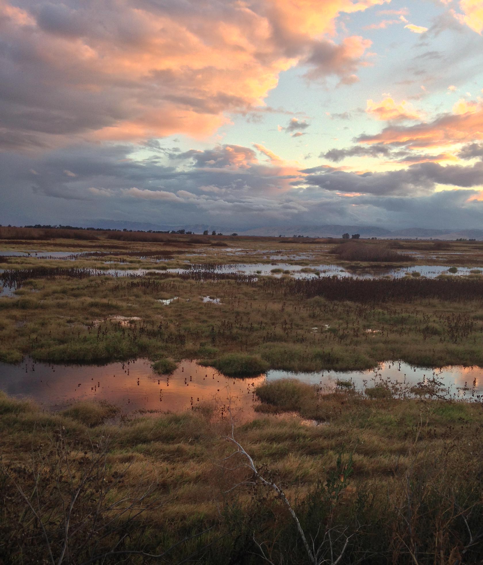 marsh sunset wildlife biology