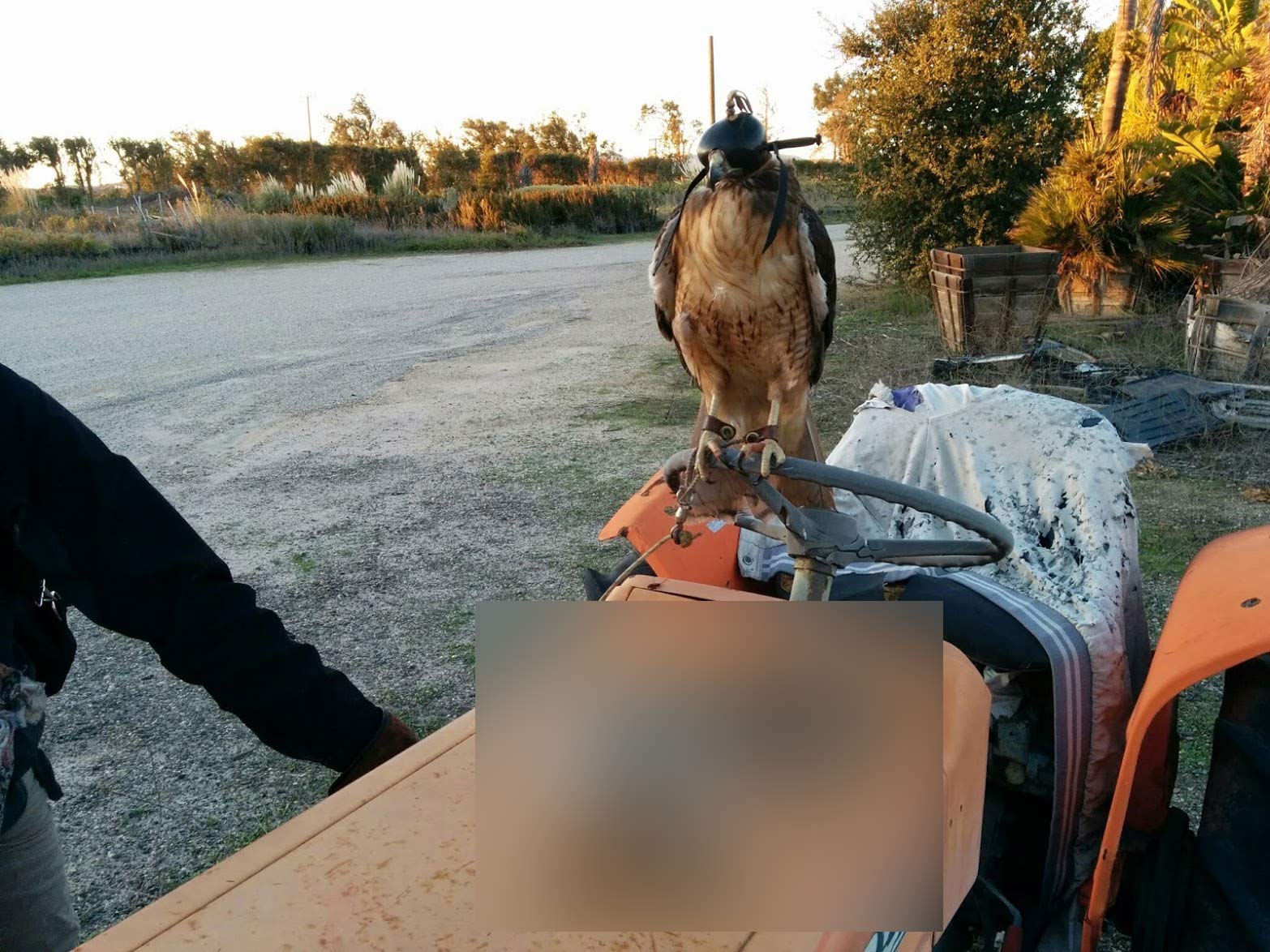 red-tailed hawk with rabbit censored