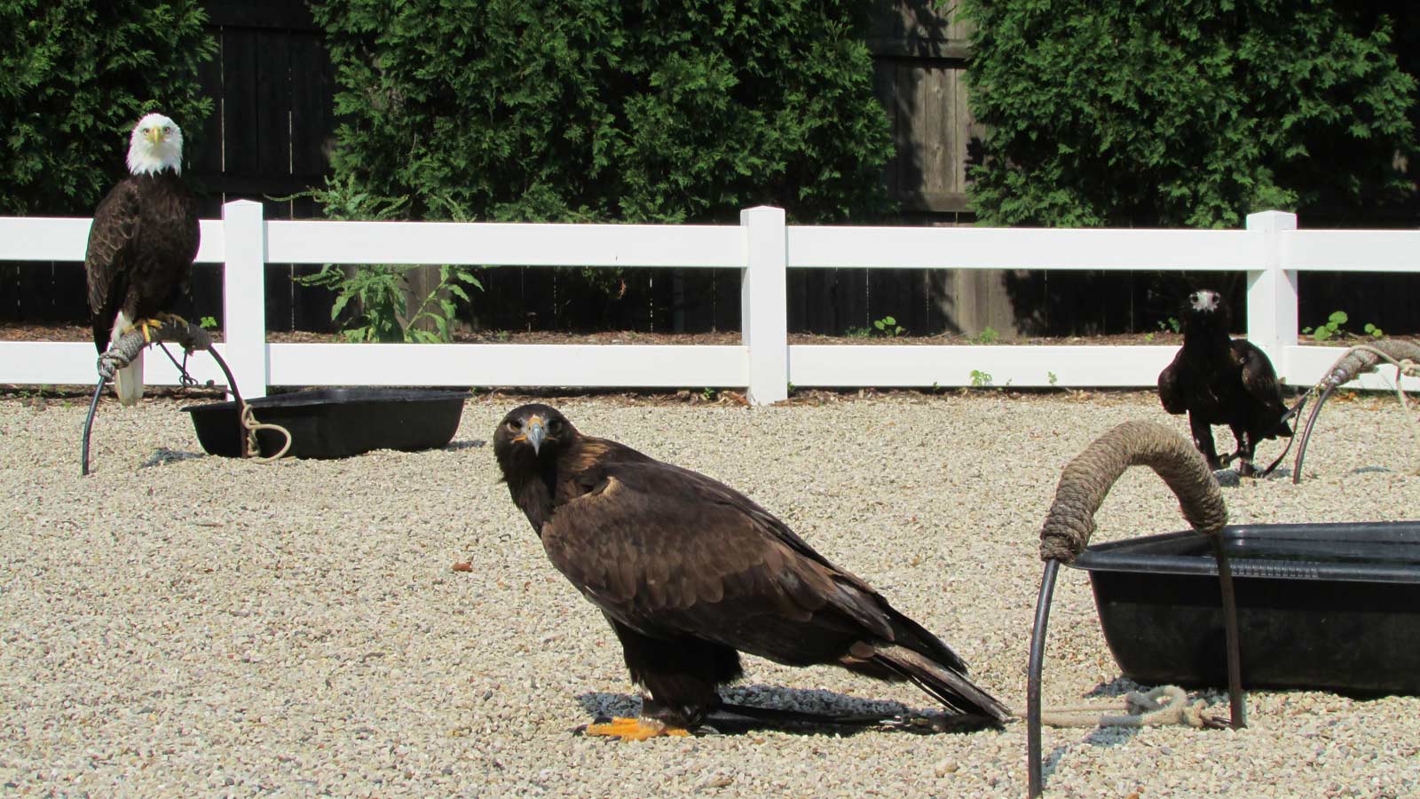 weathered-eagles-behind-bird-show