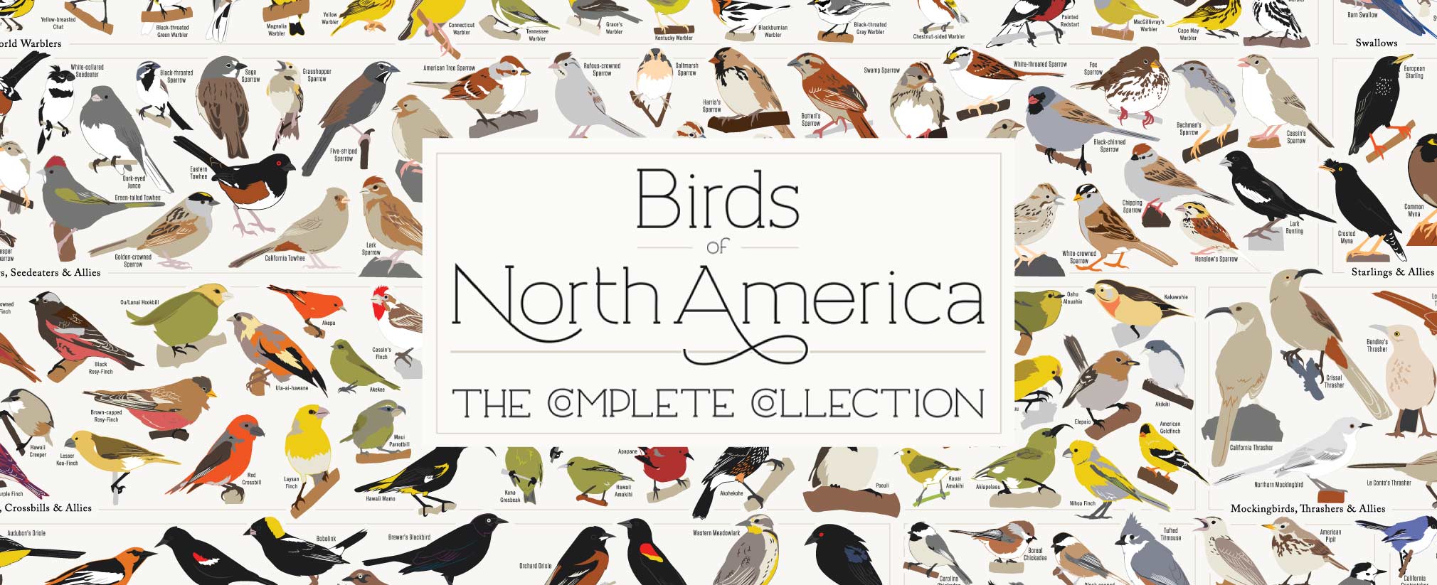 New Birds of North America Poster - 740+ Species