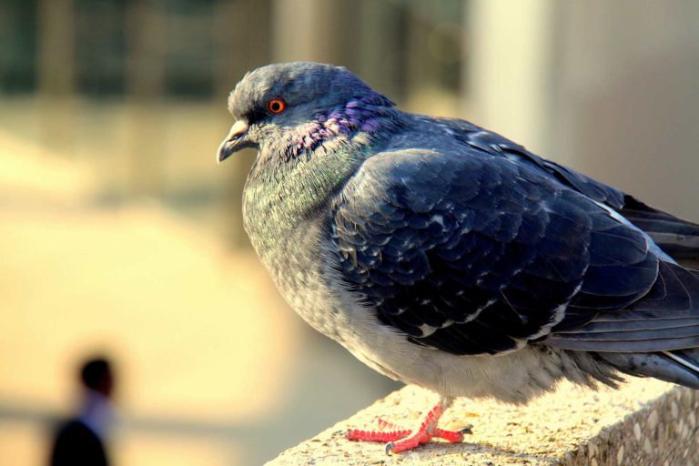 pigeon profile