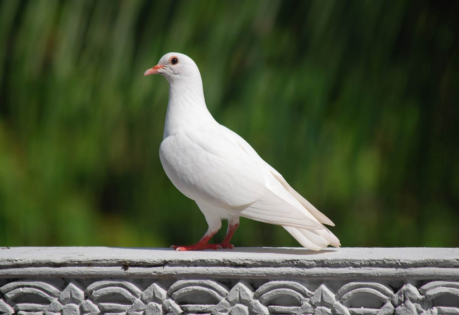 white-dove-pigeon