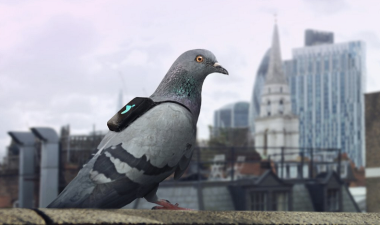 pigeon air quality tweet