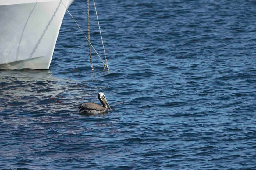 brown pelicans and a boat