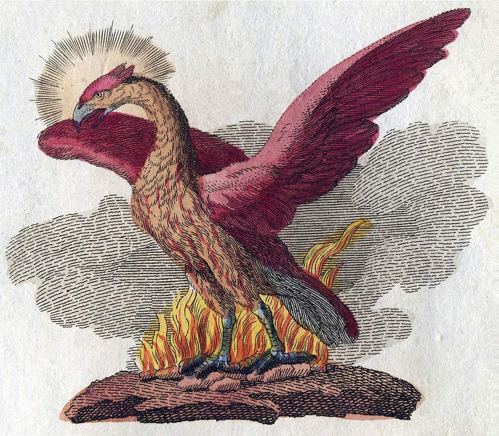 Phoenix Illustration by FJ Bertuch