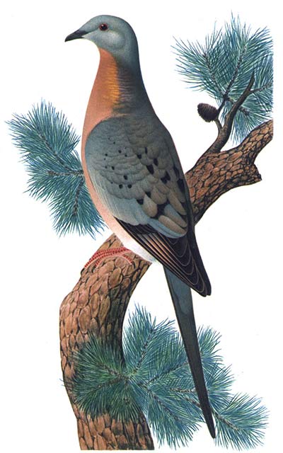 passenger-pigeon-perched-illustration