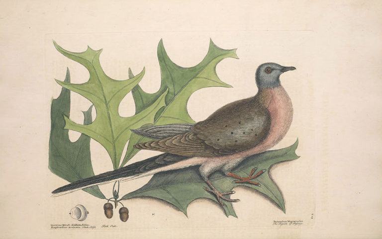 passenger pigeon illustration