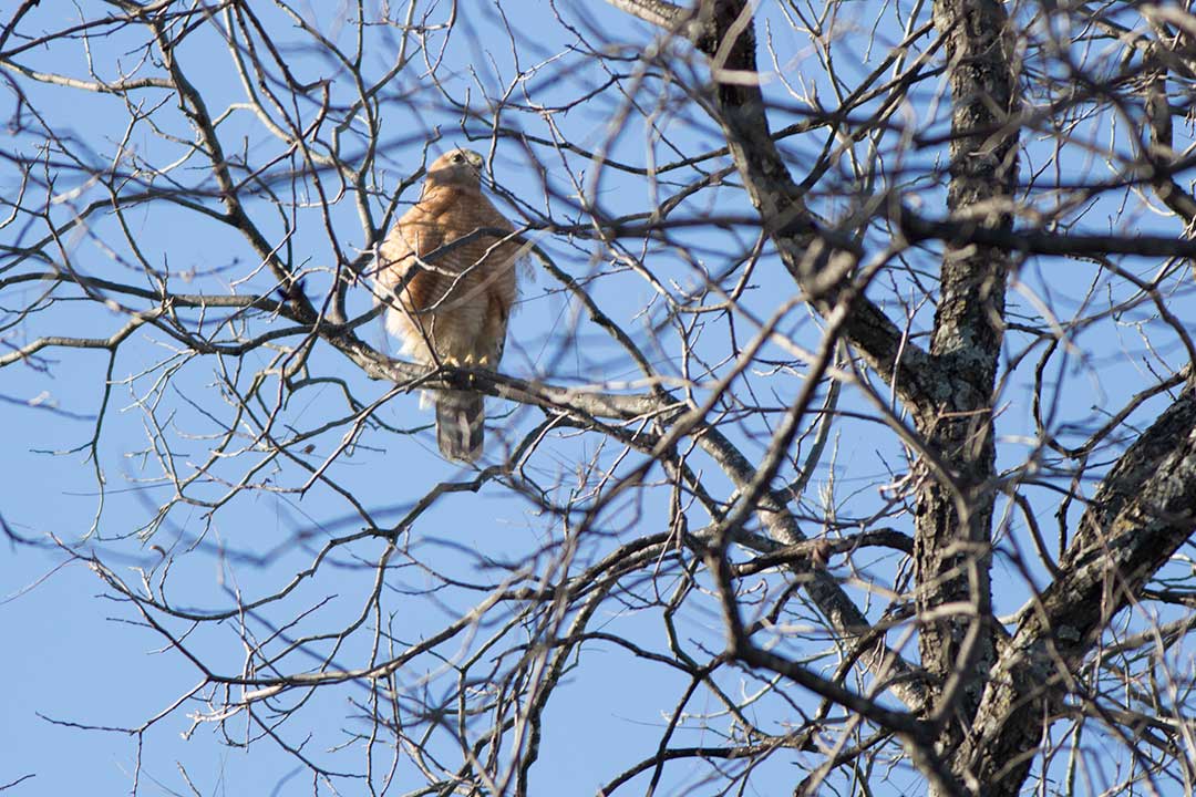 cooper's hawk sitting in tree