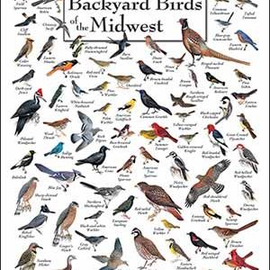 Backyard Birds of Midwest North America Poster