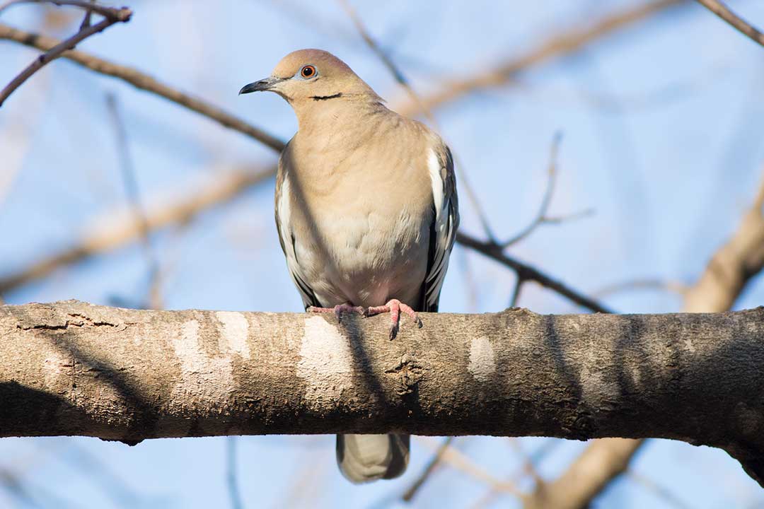 white-winged dove in tree
