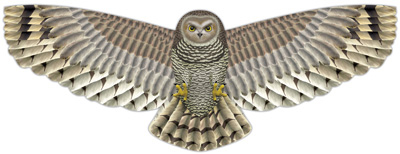 Owl Kite
