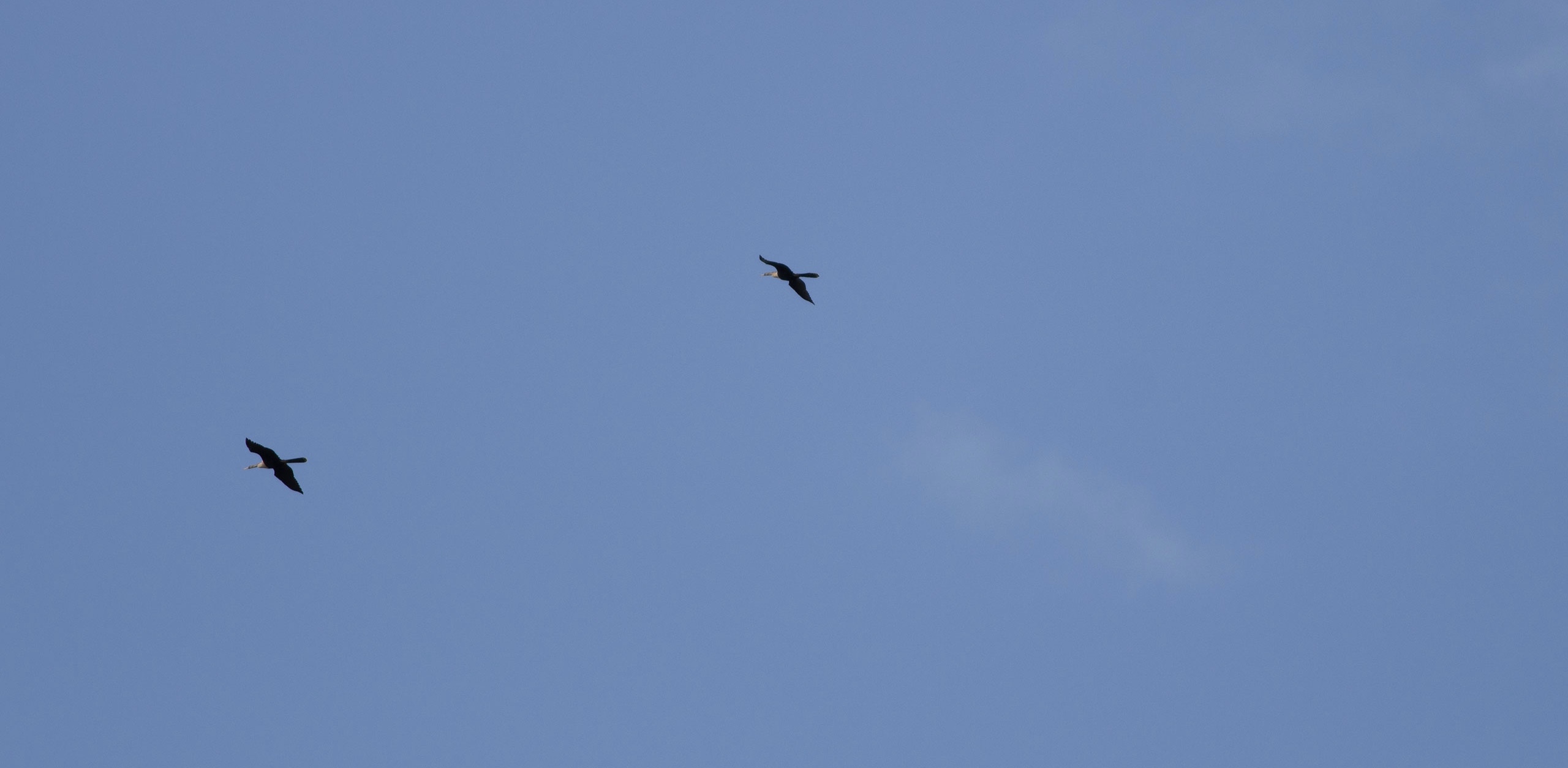 far away anhingas soaring in a blue sky