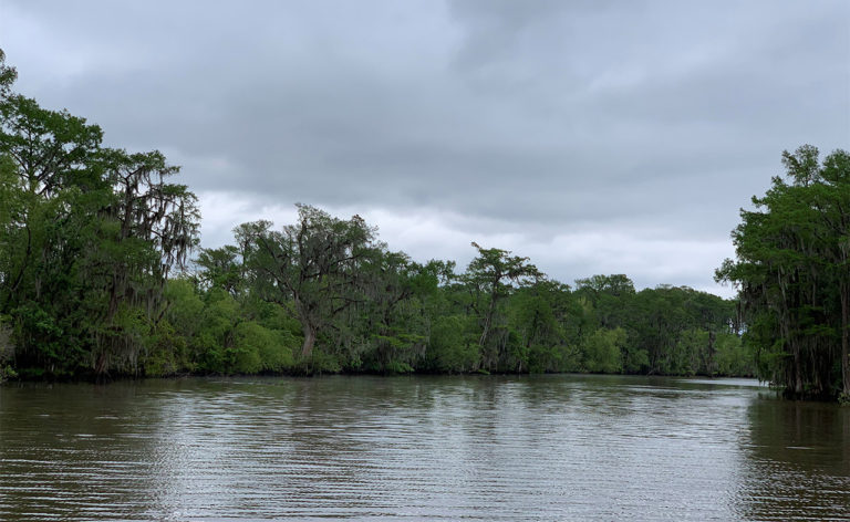 bayou with trees