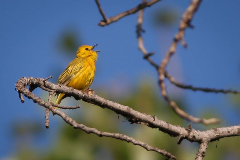 yellow warbler singing on branch