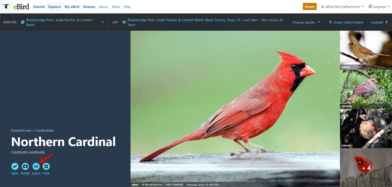 ebird species page of the northern cardinal