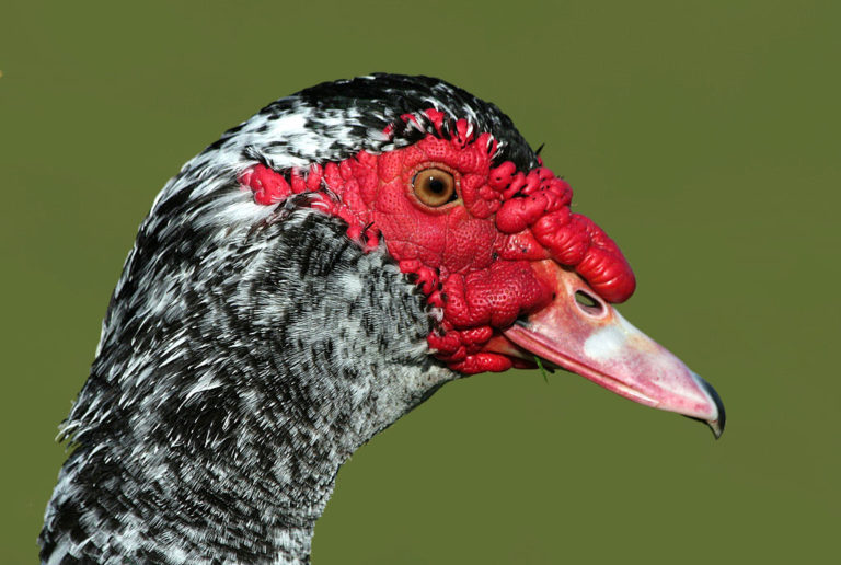 profile of muscovy duck
