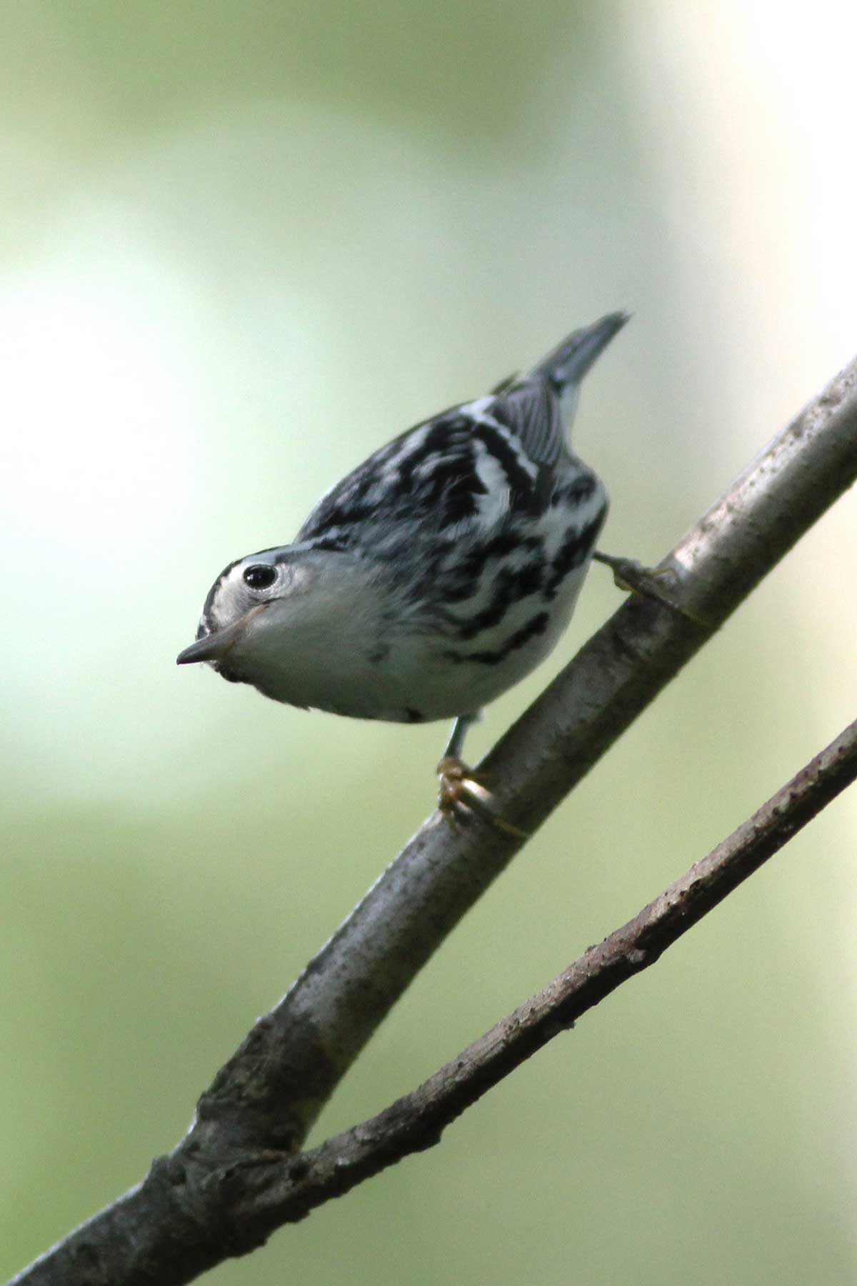 black and white warbler on branch