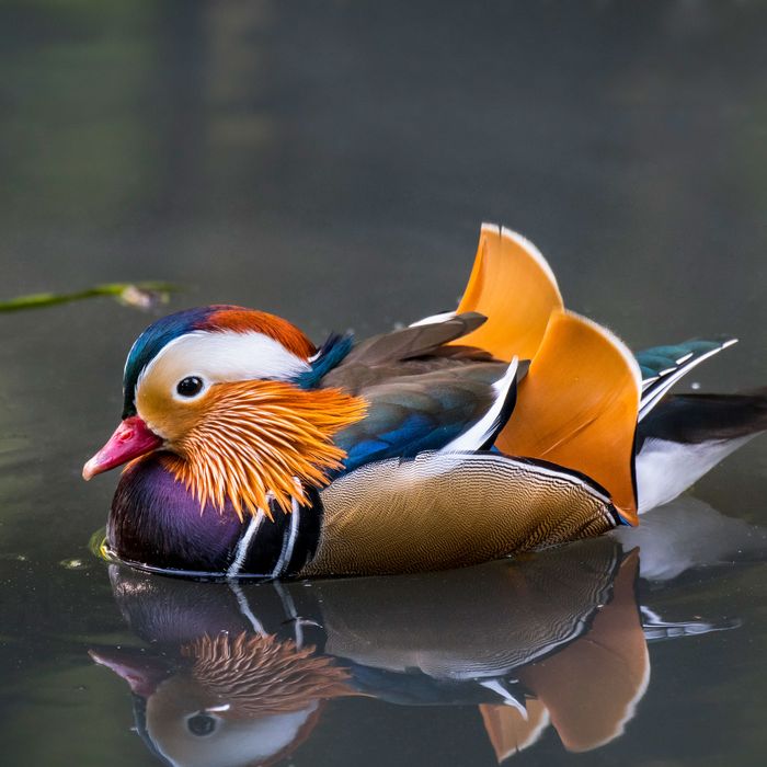 mandarin duck on water