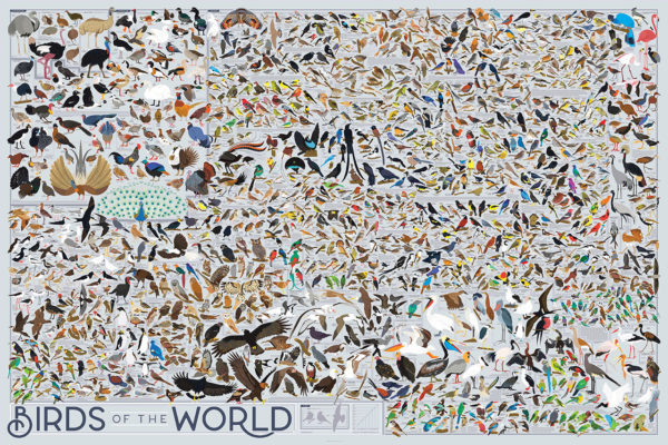 birds of the world poster by popchart
