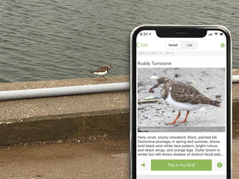 ruddy turnstone with merlin app in foreground