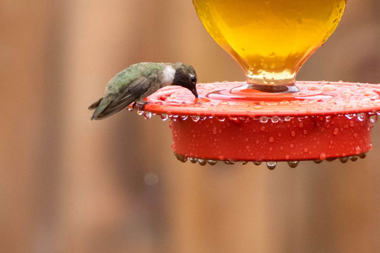 black-chinned hummingbird on feeder