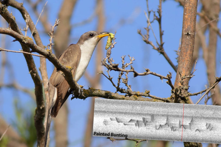yellow-billed cuckoo with grub and overay of painted bunting spectrogram