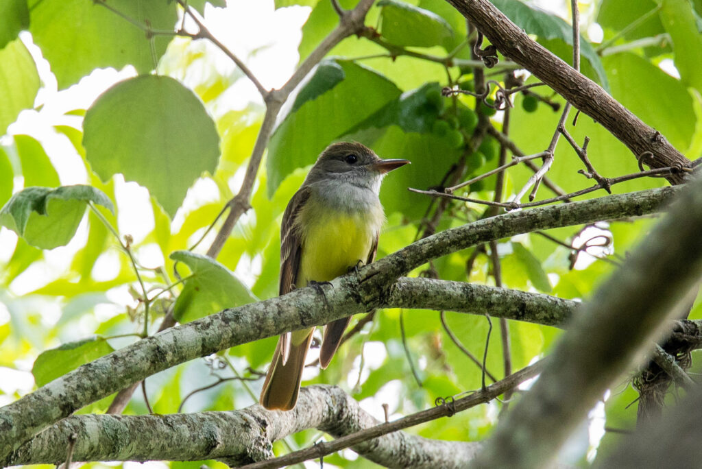 great crested flycatcher sitting in tree