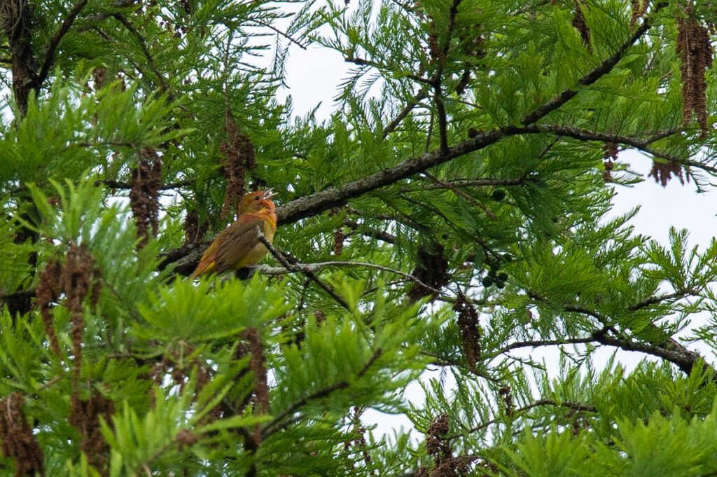 immature summer male tanager in tree