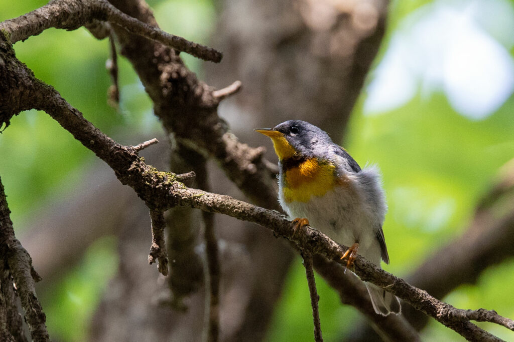 northern parula perched on branch