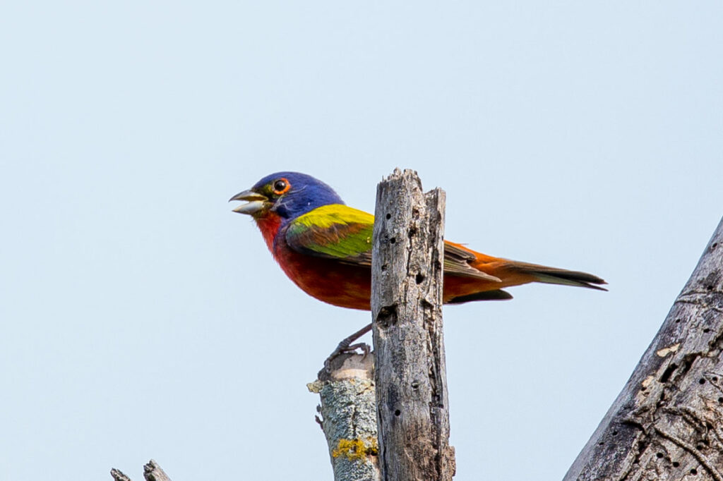 rainbow colored male painted bunting perched on dead tree