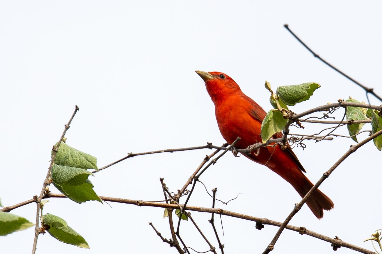 red bird male summer tanager sitting on branch