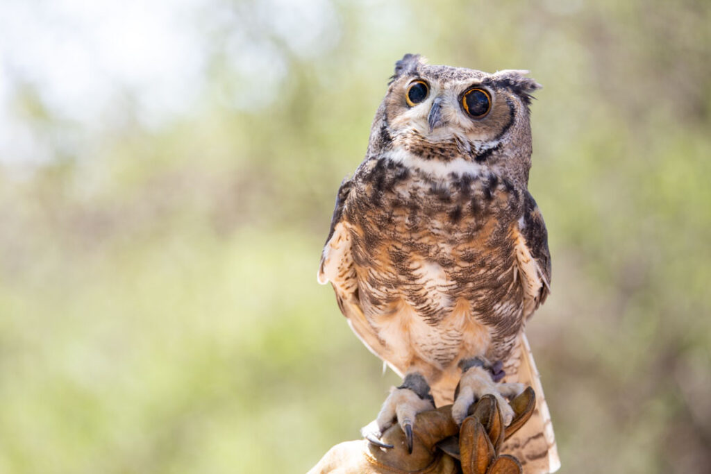 great-horned owl