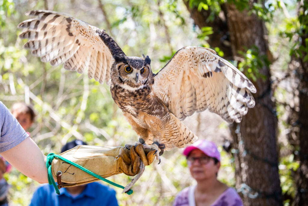 great horned owl with wings spread